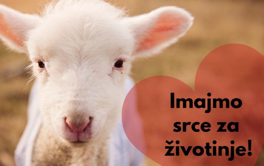 Međunarodni je dan prava životinja! Imajmo srce za životinje